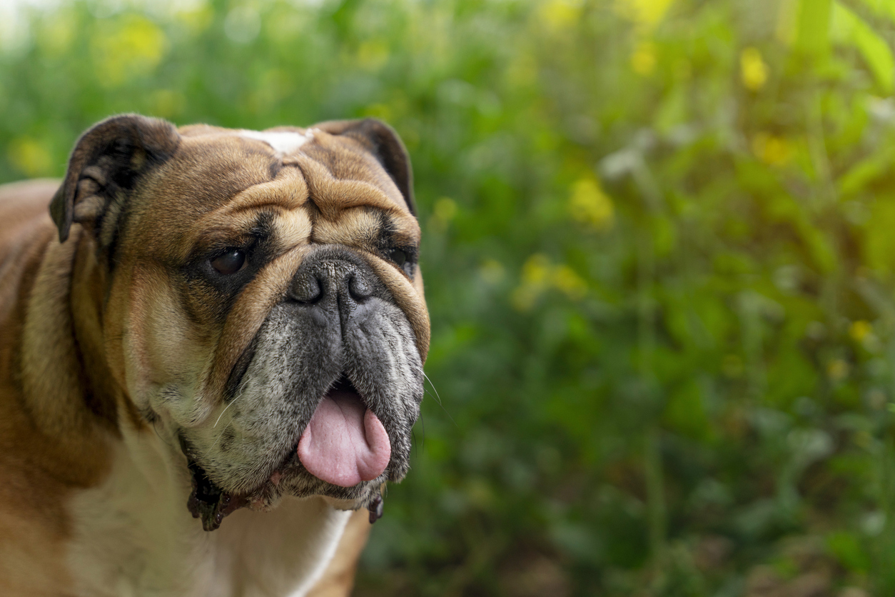 Hond ontsnapt: wat doe je dan?
